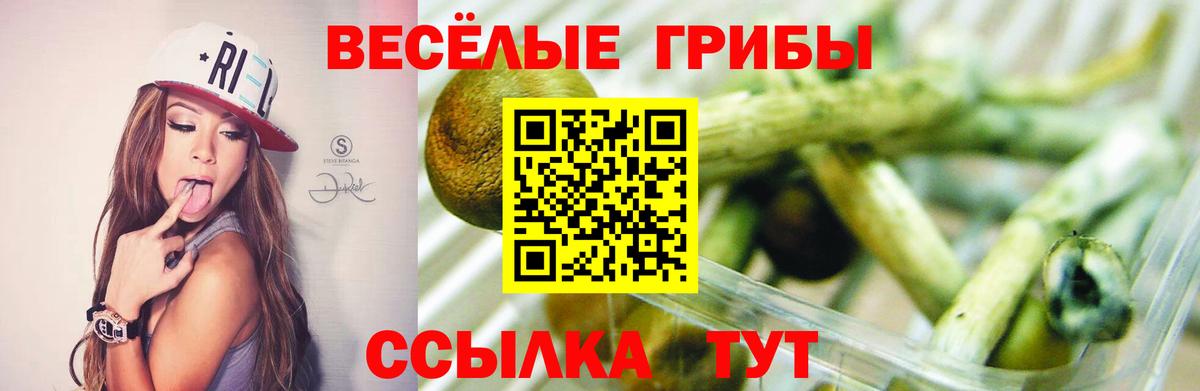 Псилоцибиновые грибы GOLDEN TEACHER  где купить наркоту  Тосно 